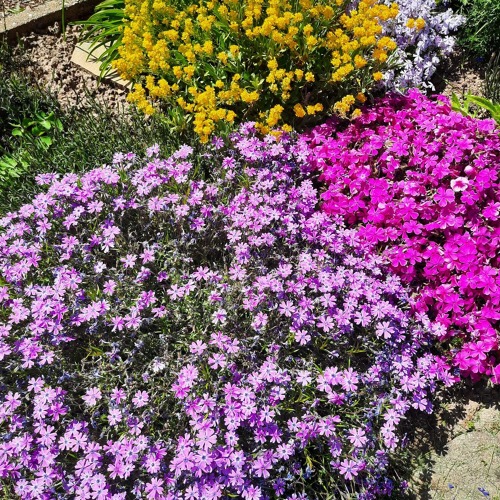 Gartenbegehung linke Seite 10-12 Uhr&nbsp;