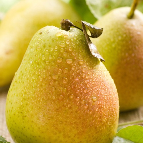 Birnenanbau im Garten