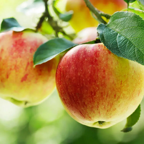 Apfelanbau im Garten