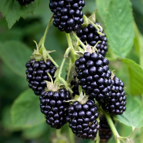 Brombeeren im Garten
