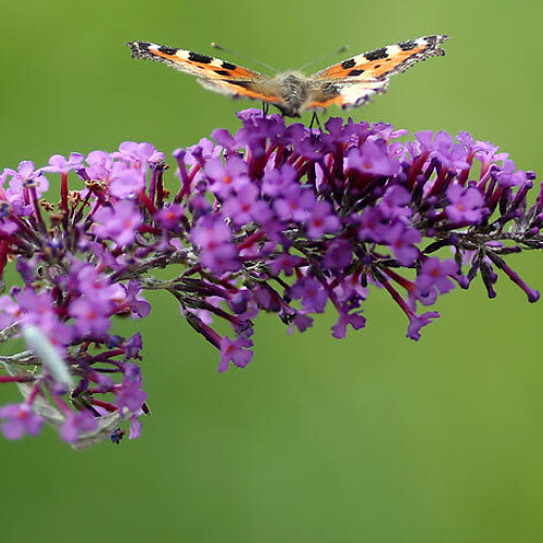 Schmetterlingsflieder
