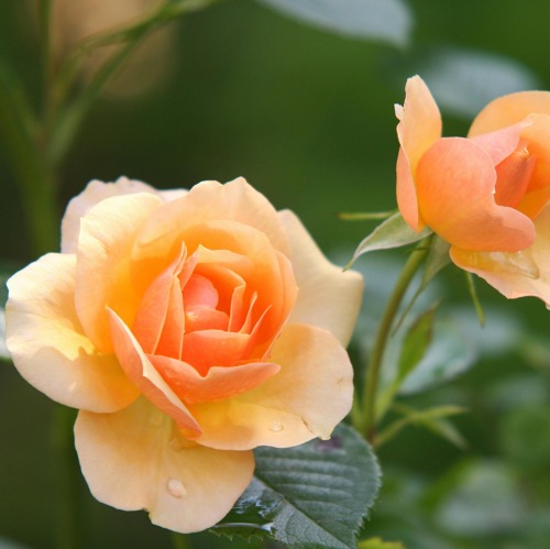 ...der Garten im Juni...