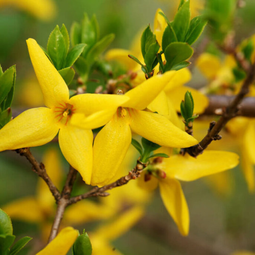 ...der Garten im April...