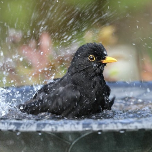 Vogeltr&auml;nken richtig aufstellen