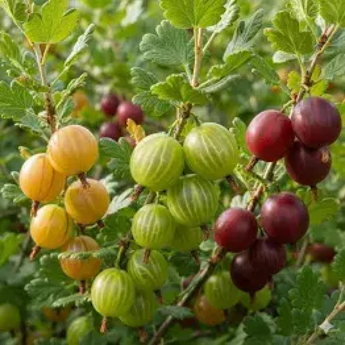 Stachelbeeren im Garten