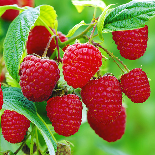 Himbeeren im Garten